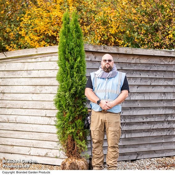 Thuja occidentalis 'Smaragd' (Hedging)