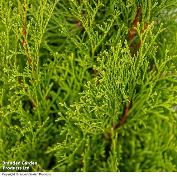 Thuja occidentalis 'Smaragd' (Hedging)