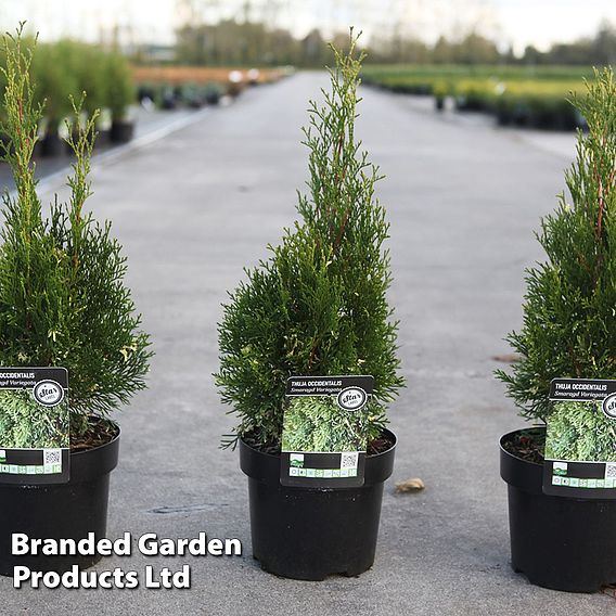 Thuja occidentalis 'Smaragd Variegata'