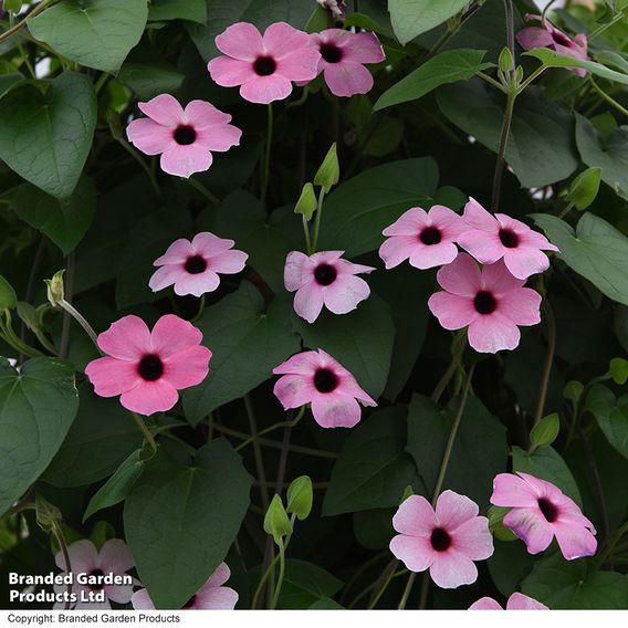 Thunbergia Trio