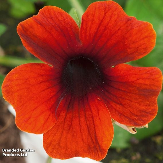 Thunbergia 'Sunny Susy Trio'