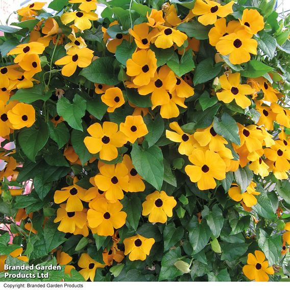 Thunbergia Trio