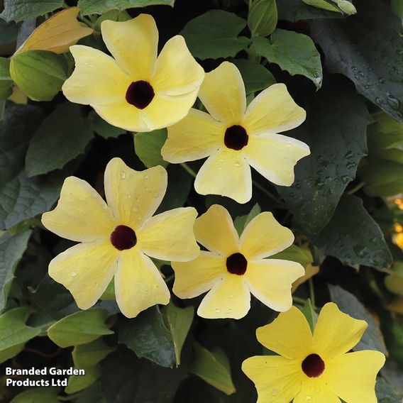 Thunbergia Trio