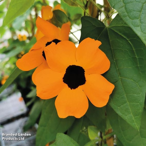 Thunbergia 'Sunny Susy Trio'