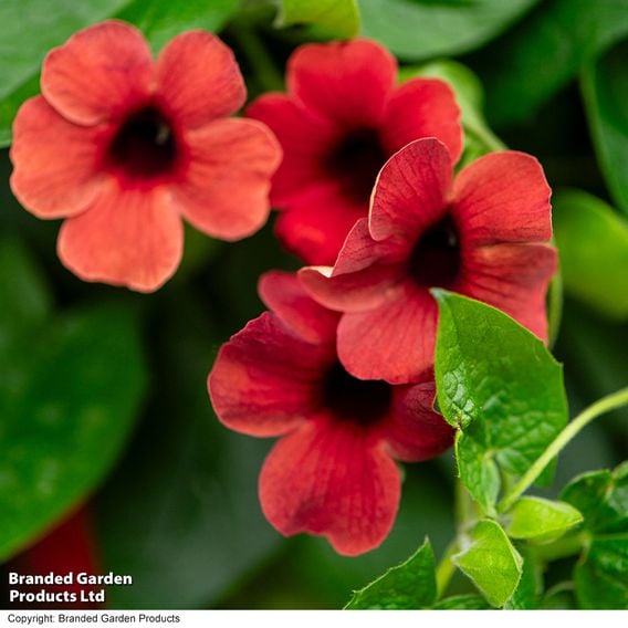 Thunbergia 'Harmony Trio'