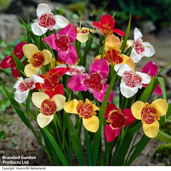 Tigridia pavonia Mix