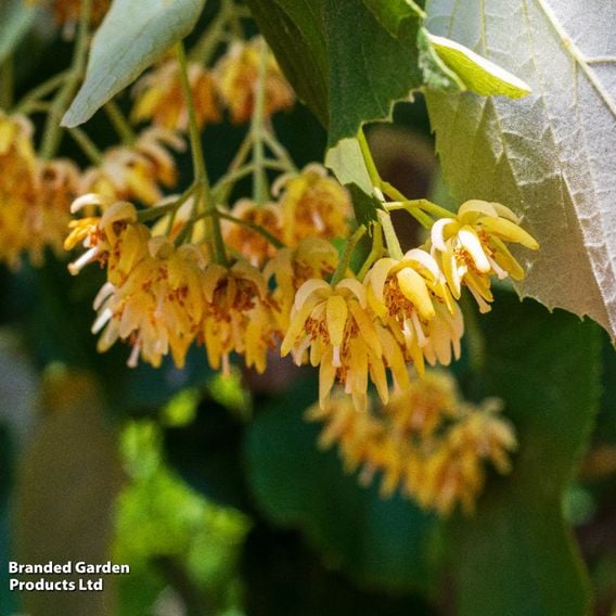 Tilia cordata (Hedging)