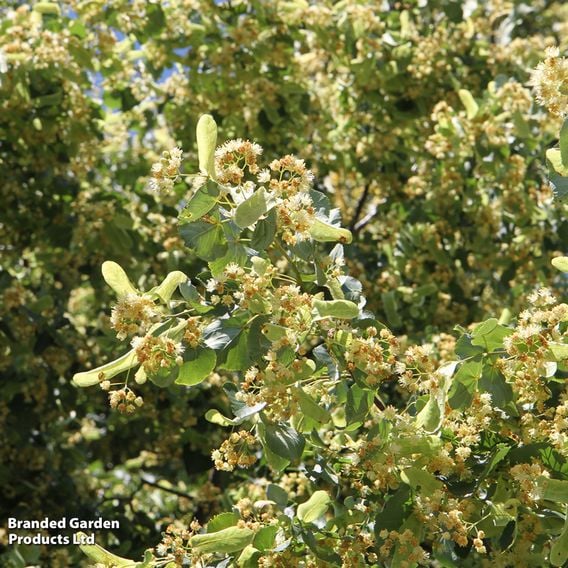 Tilia cordata (Hedging)