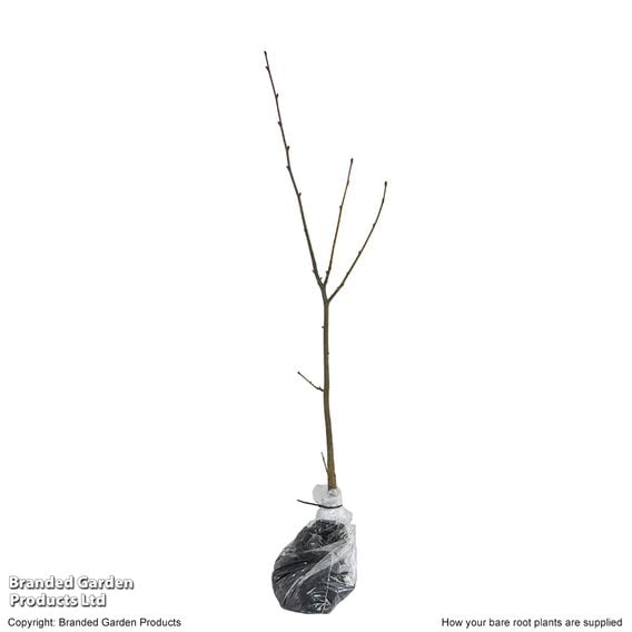 Tilia cordata (Hedging)