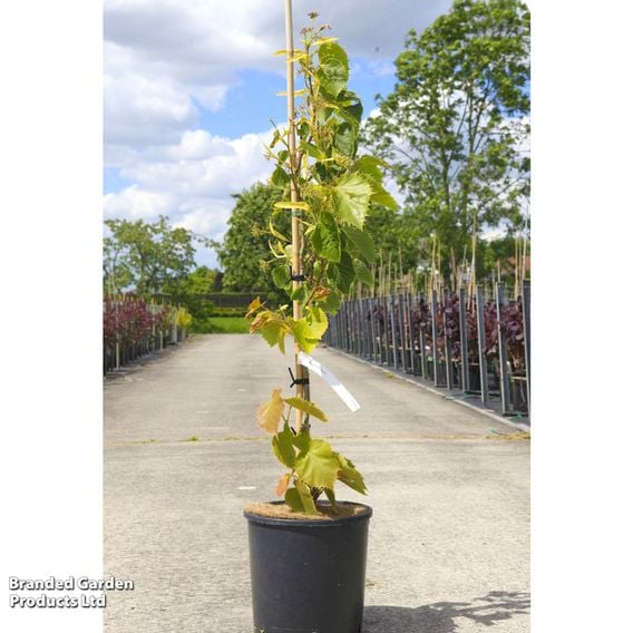 Tilia henryana