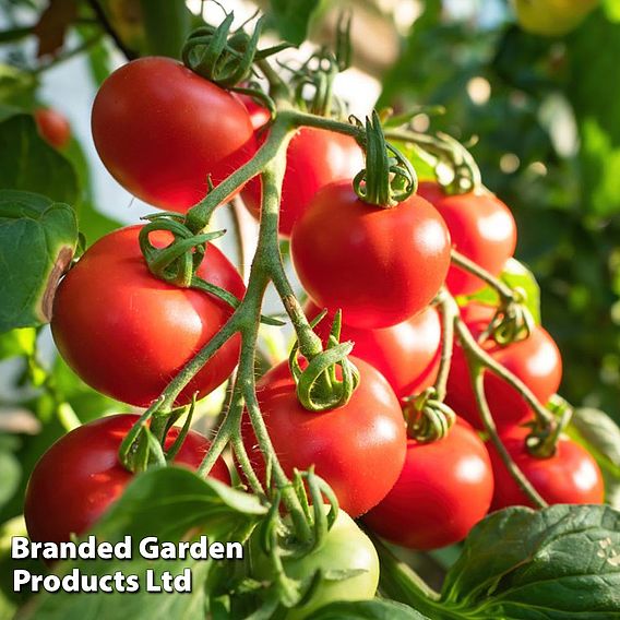 Tomato 'Shirley' F1 Hybrid (Grafted)