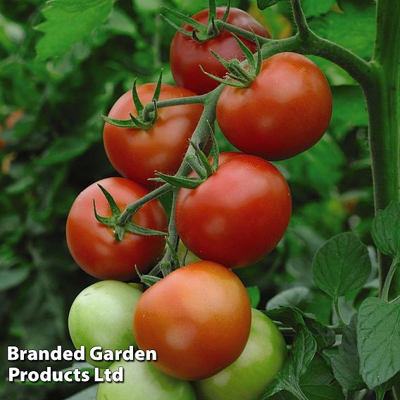 Tomato 'Moneymaker' (Grafted)