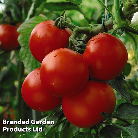 Tomato 'Moneymaker' (Grafted)