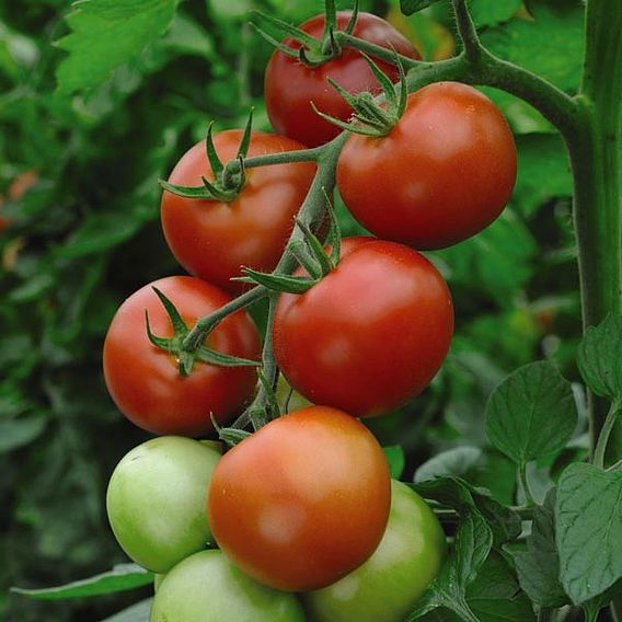 Tomato 'Moneymaker' (Grafted)