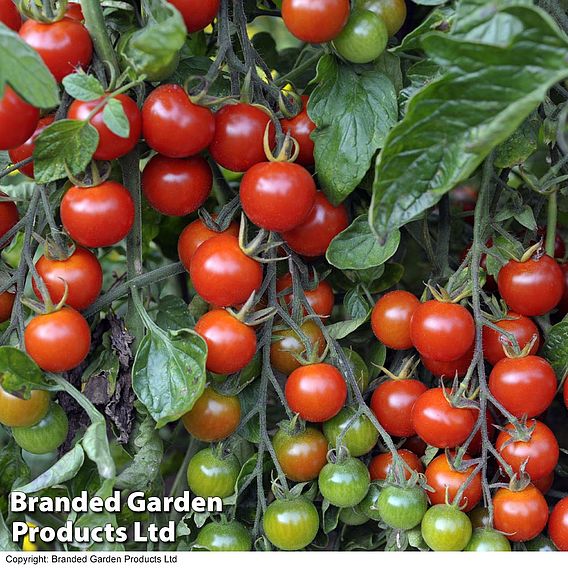 Tomato Grow Bag Collection