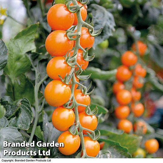 Tomato 'Honeycomb' (Indeterminate) F1 - Seeds