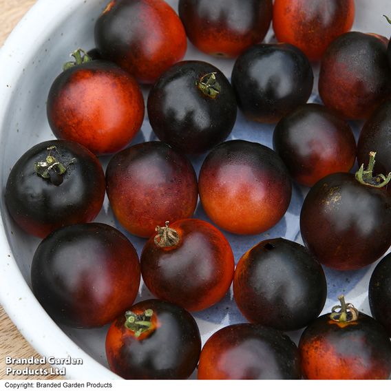 Tomato 'Akoya' F1 - Seeds