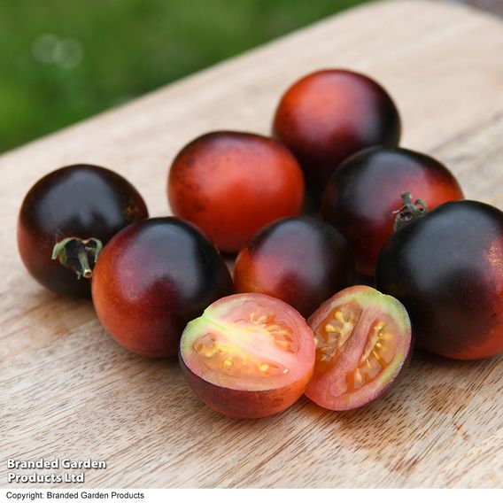 Tomato 'Akoya' F1 - Seeds