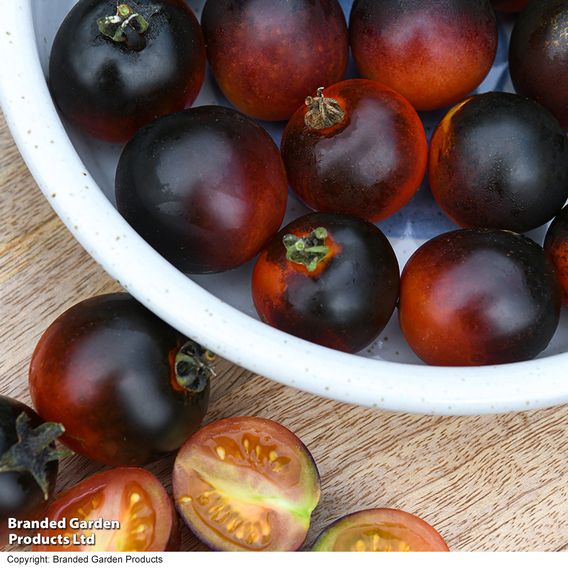 Tomato 'Akoya' F1 - Seeds