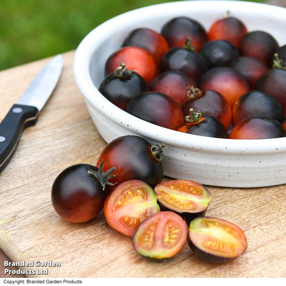 Tomato 'Akoya' F1 - Seeds