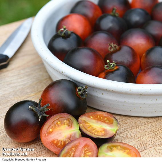 Tomato 'Akoya' F1 - Seeds