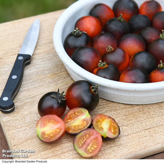 Tomato 'Akoya' F1 - Seeds