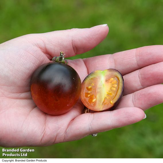Tomato 'Akoya' F1 - Seeds