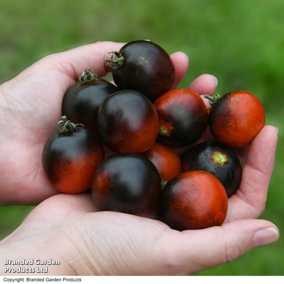 Tomato 'Akoya' F1 - Seeds