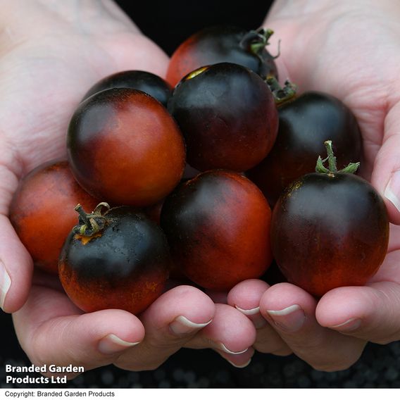 Tomato 'Akoya' F1 - Seeds