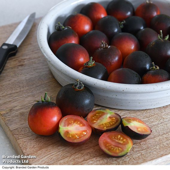 Tomato 'Akoya' F1 - Seeds