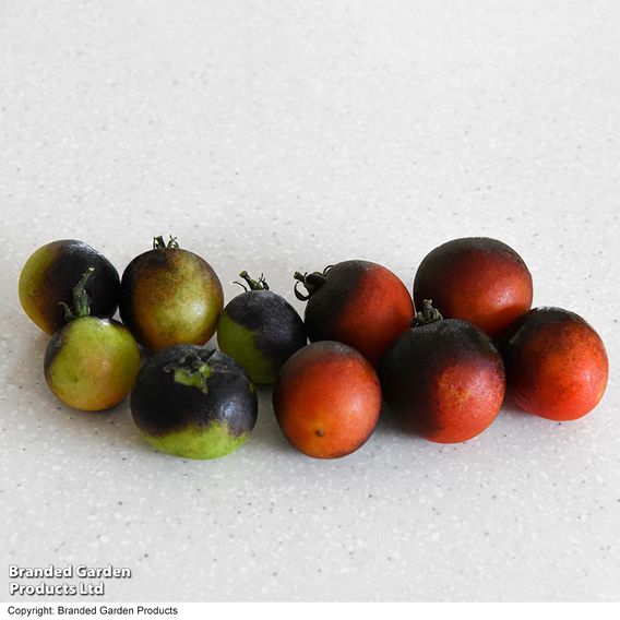 Tomato 'Akoya'
