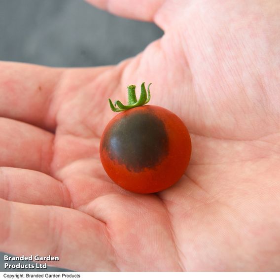Tomato 'Akoya' F1 - Seeds