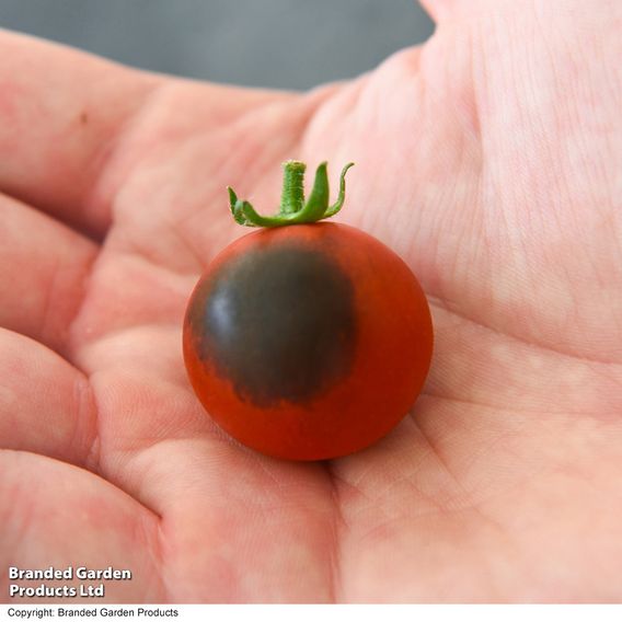 Tomato 'Akoya' F1 - Seeds