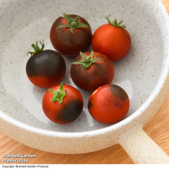 Tomato 'Akoya' F1 - Seeds