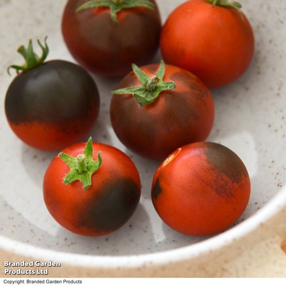 Tomato 'Akoya' F1 - Seeds