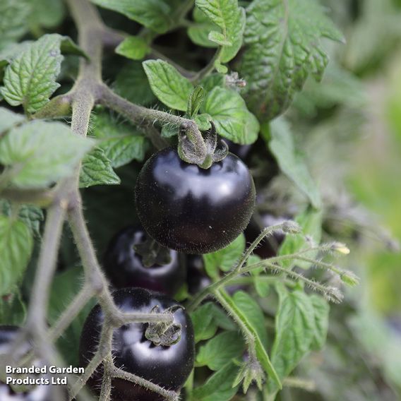 Tomato 'Akoya' F1 - Seeds