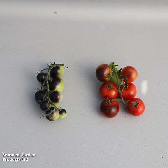 Tomato 'Akoya' F1 - Seeds
