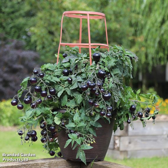 Tomato 'Akoya' F1 - Seeds