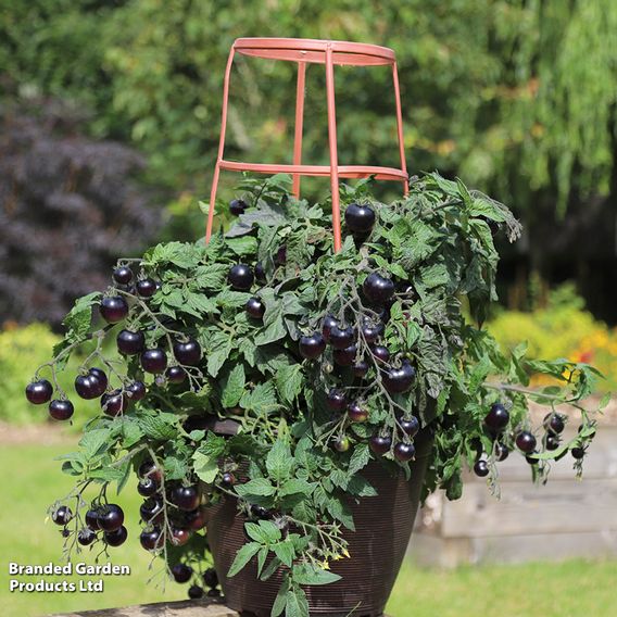 Tomato 'Akoya' F1 - Seeds