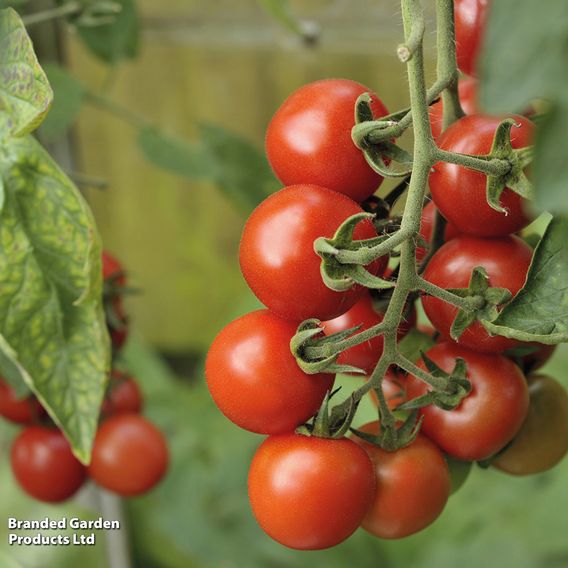 Tomato 'Alicante'