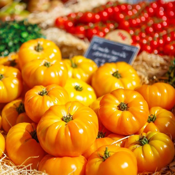 Tomato 'Pineapple' - Seeds