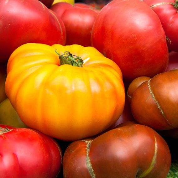 Tomato 'Pineapple' - Seeds