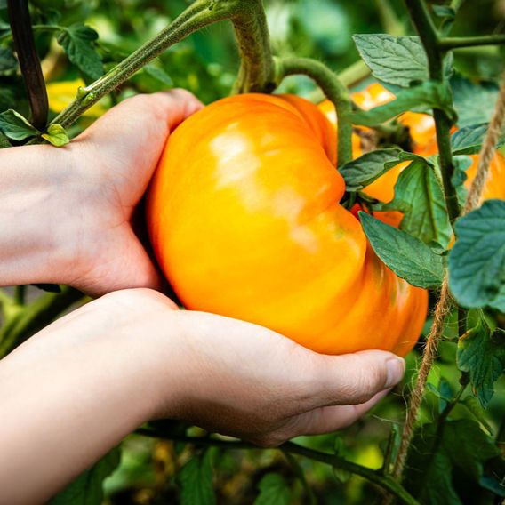 Tomato 'Pineapple' - Seeds
