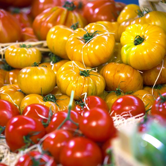 Tomato 'Pineapple' - Seeds