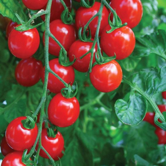 Tomato 'Apero' (Indeterminate) F1 - Seeds