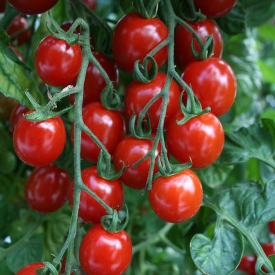 Tomato 'Apero' (Indeterminate) F1 - Seeds