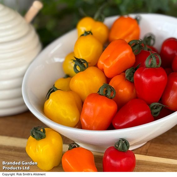 Tomato 'Appleberry Series' F1 - Seeds