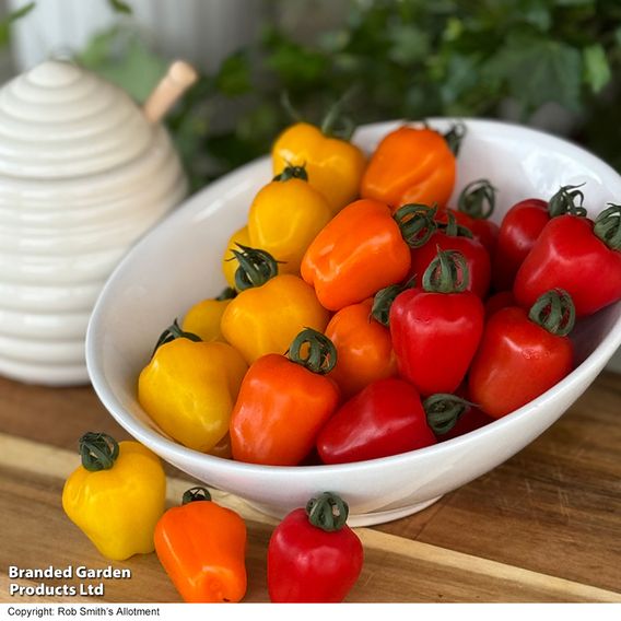 Tomato 'Appleberry Series' F1 - Seeds