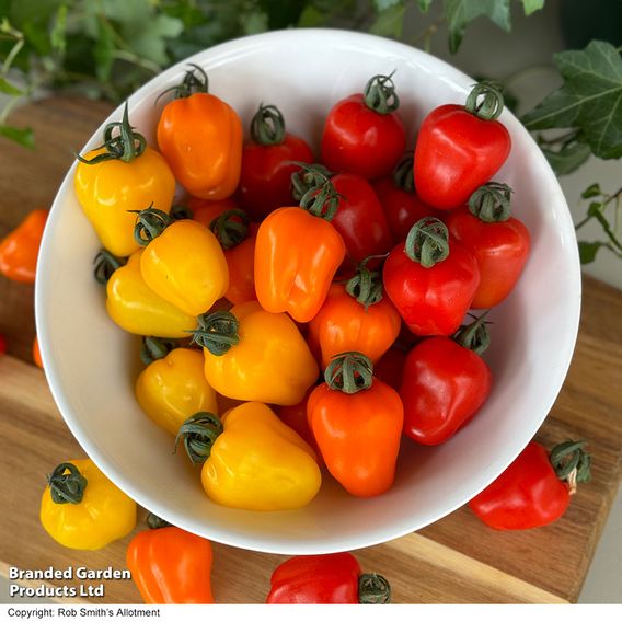 Tomato 'Appleberry Series' F1 - Seeds