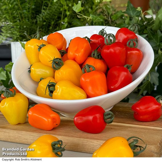 Tomato 'Appleberry Series' F1 - Seeds